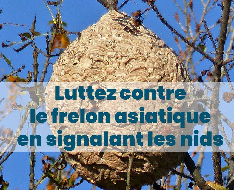frelons web